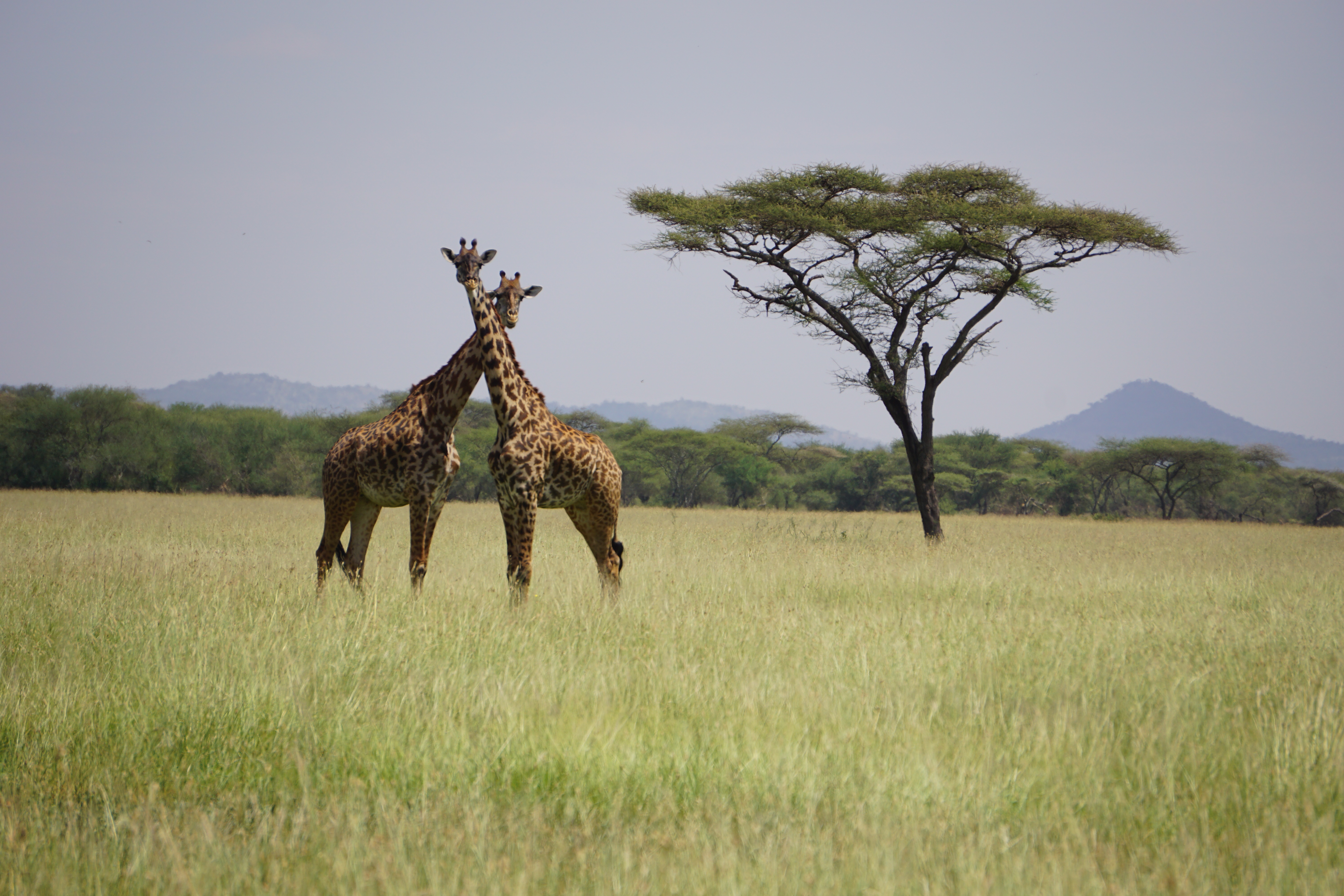 safari