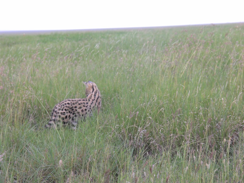 safari