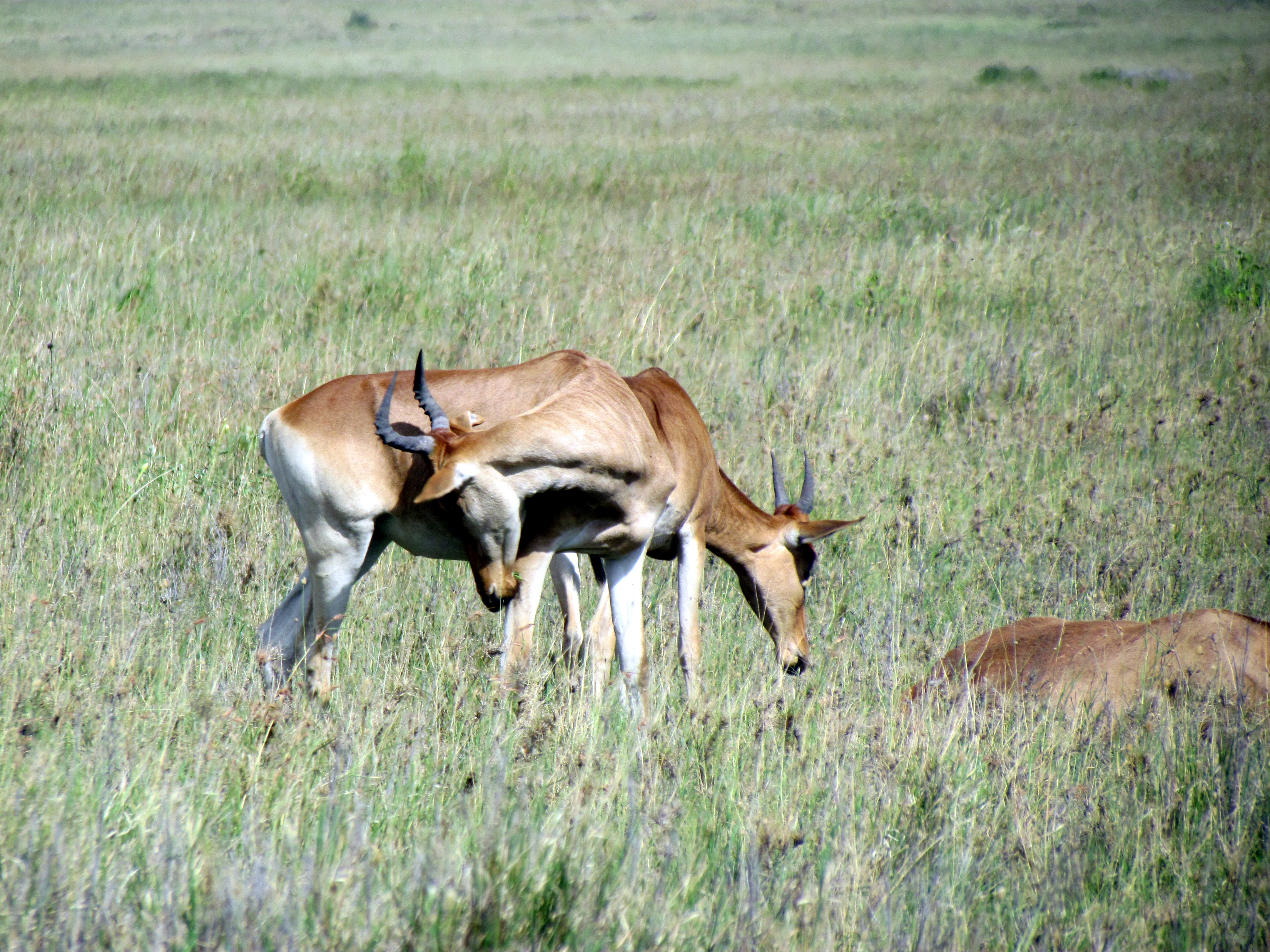 safari