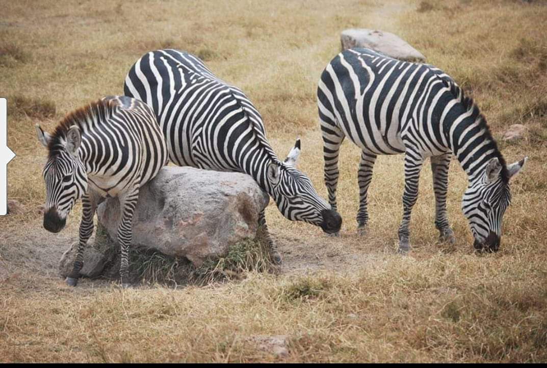 safari