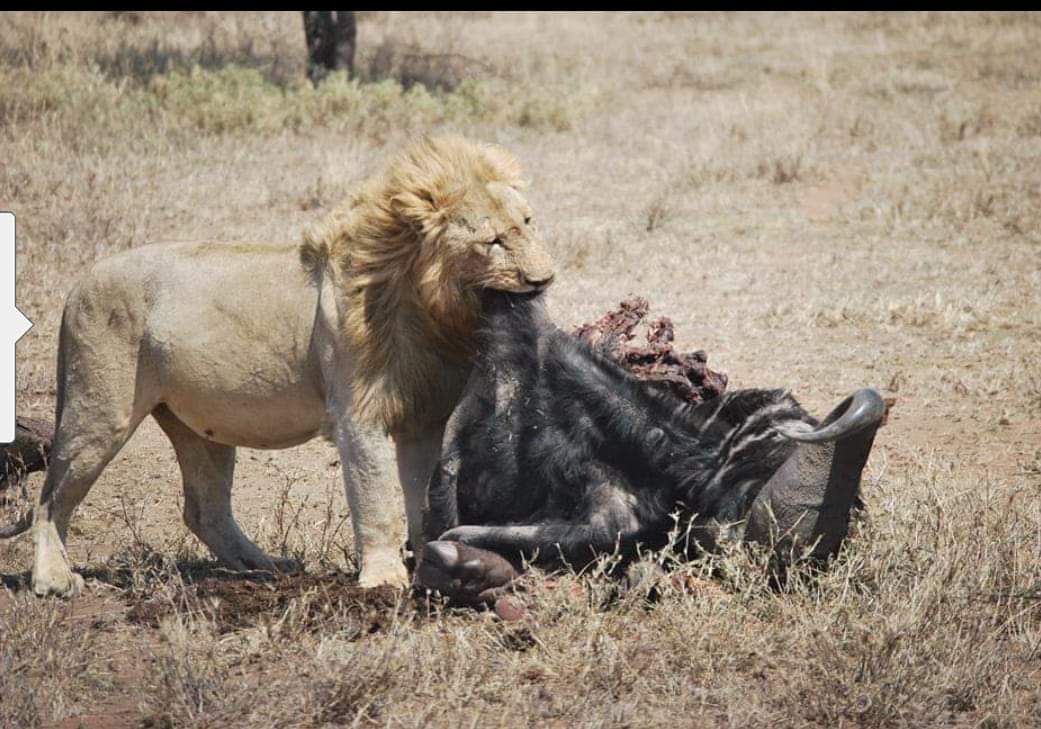 safari