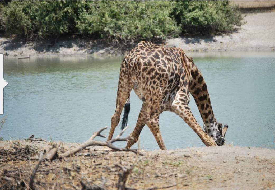 safari