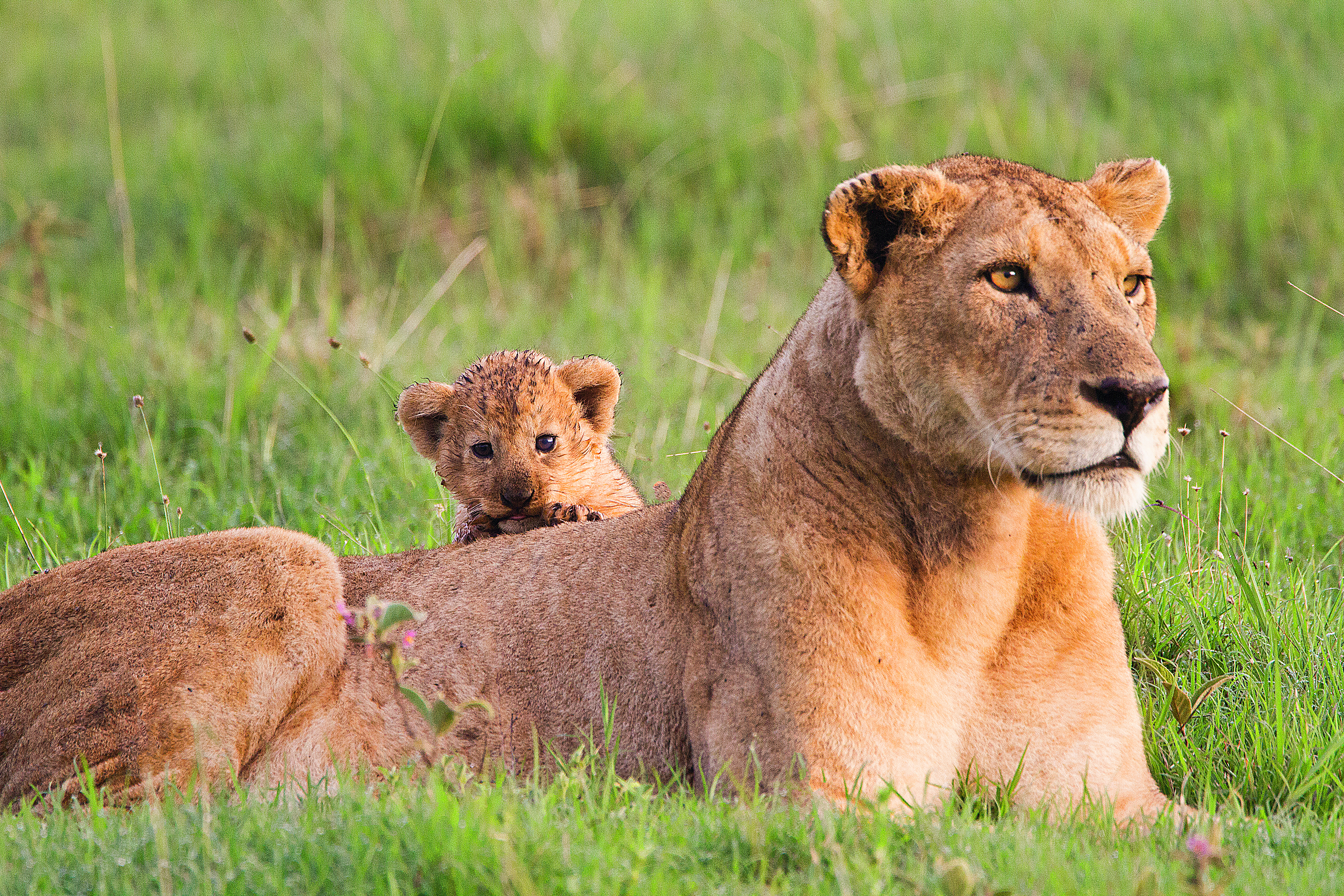 safari