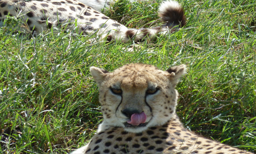 safari