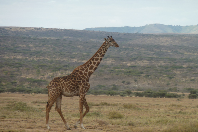 safari