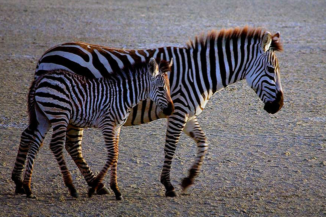 safari