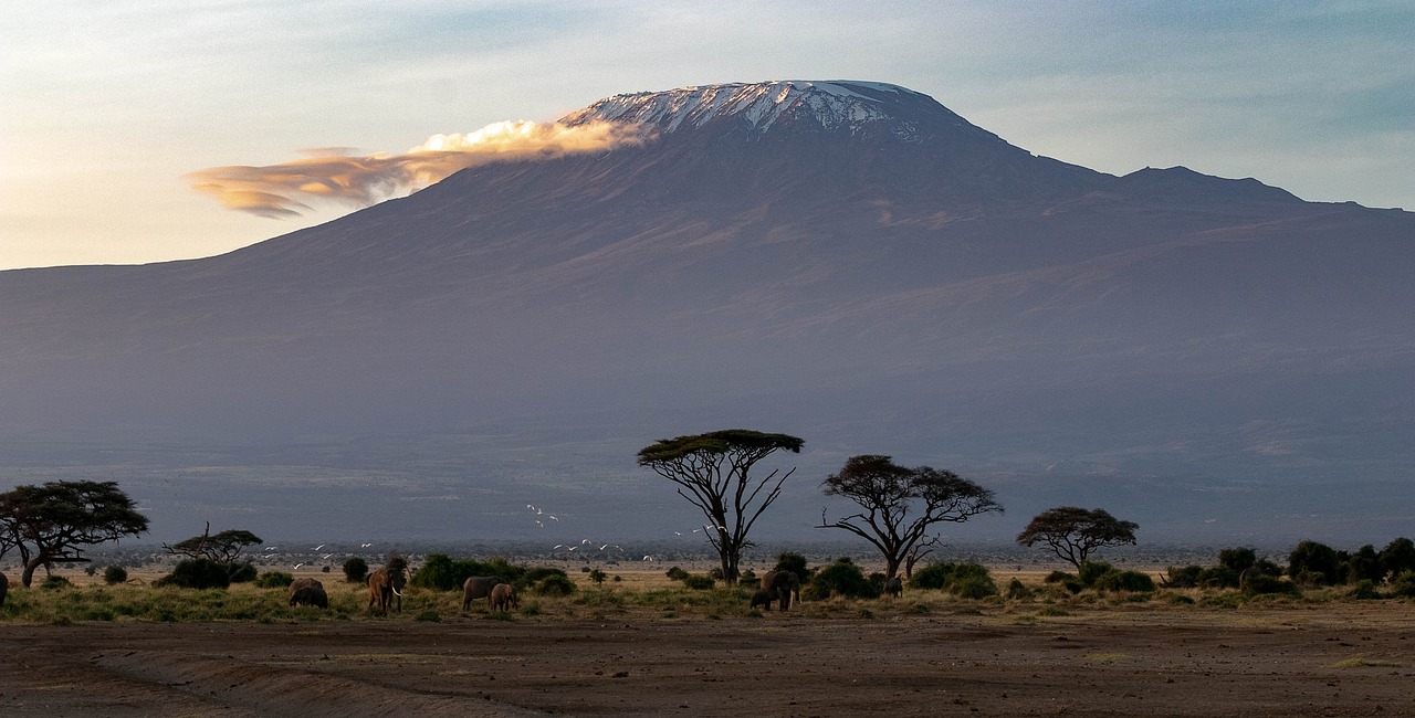 safari
