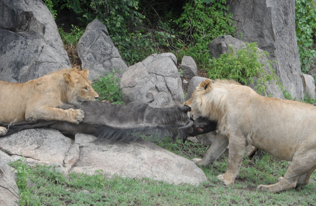safari