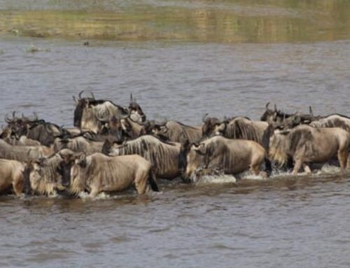 Serengeti Migration